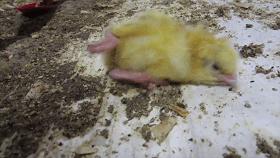 生活究竟有多么残酷,如果你觉得生活很苦不妨看一看