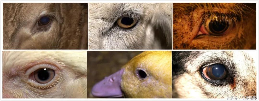 生活究竟有多么残酷,如果你觉得生活很苦不妨看一看