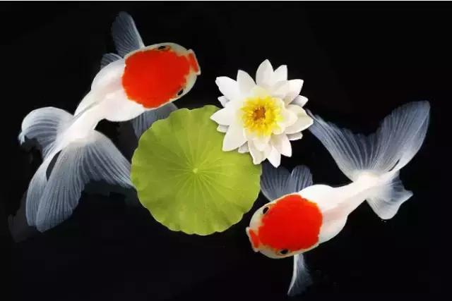 金鱼养眼,十大观赏小型金鱼