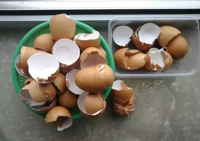 给花浇凉白开,给花浇多菌灵水会怎样