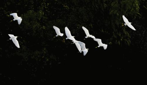 成都干货最全攻略,成都攻略3天吃喝