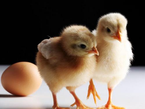 最小众的职业,有哪些不起眼的职业