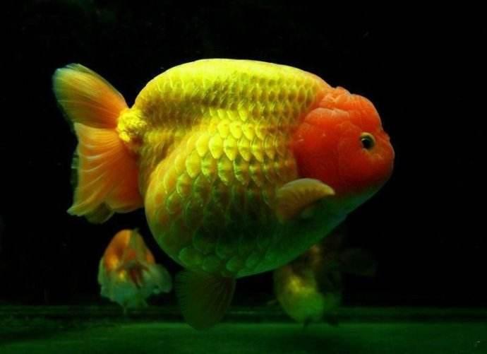 兰寿都是短尾巴吗,兰寿为什么短尾