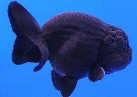 兰寿都是短尾巴吗,兰寿为什么短尾