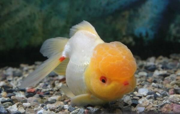 兰寿都是短尾巴吗,兰寿为什么短尾