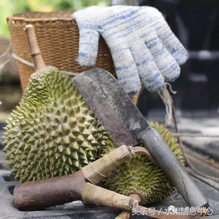 从榴莲代购起家，到64个实体销售点，他势要打造一个榴莲王国