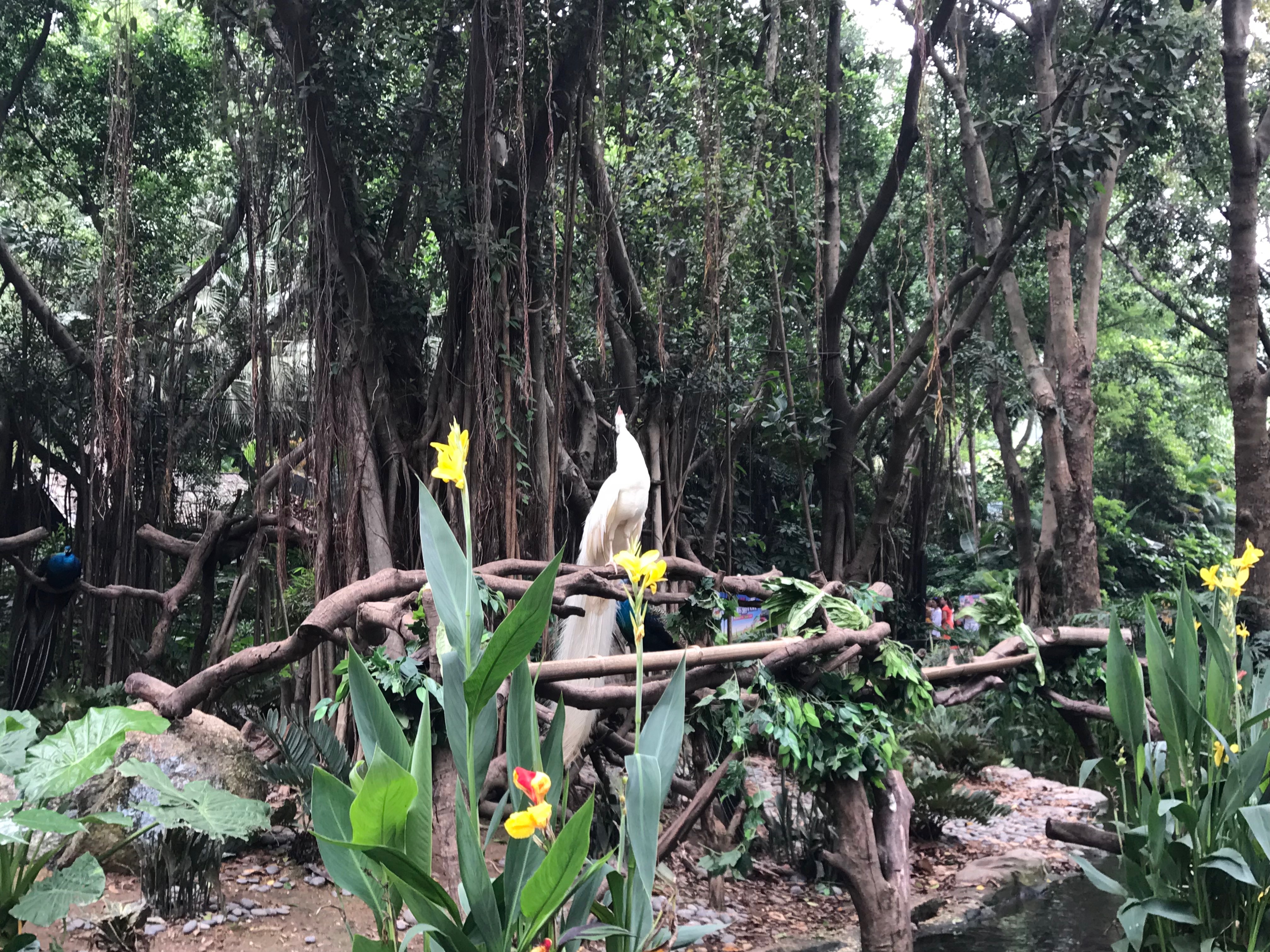 广州长隆野生动物园含酒店攻略,广州长隆野生动物园酒店进园攻略