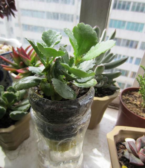 塑料瓶怎么剪可以种花,怎样剪矿泉水瓶种花