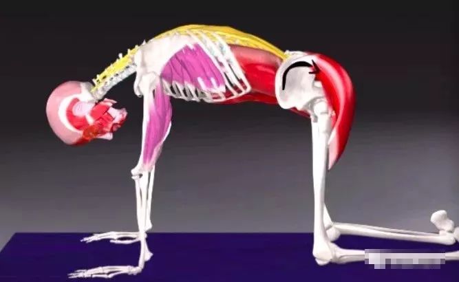 猫牛式动作讲解,猫牛式正确练习和错误练习