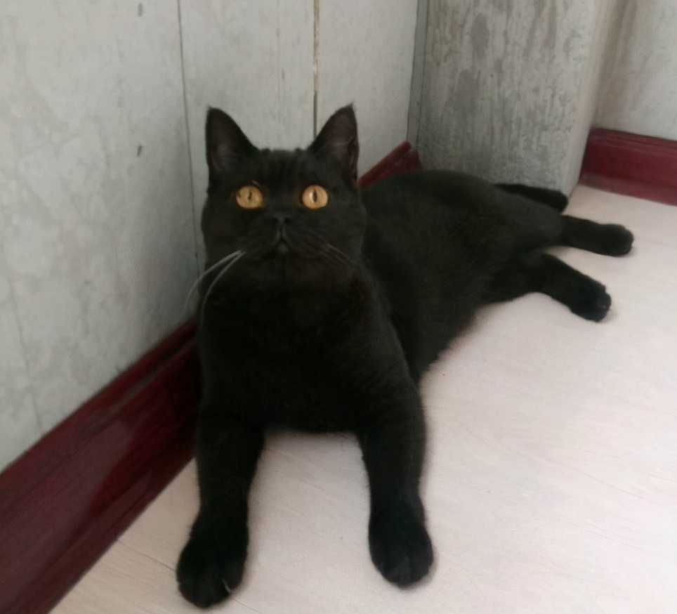 英短繁育表配色准吗,英短配色公式怎么看