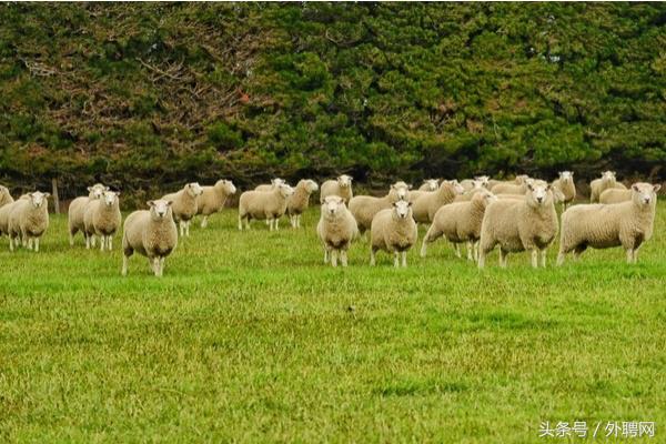 新西兰必买的10件单品,新西兰最值得买的东西排行榜
