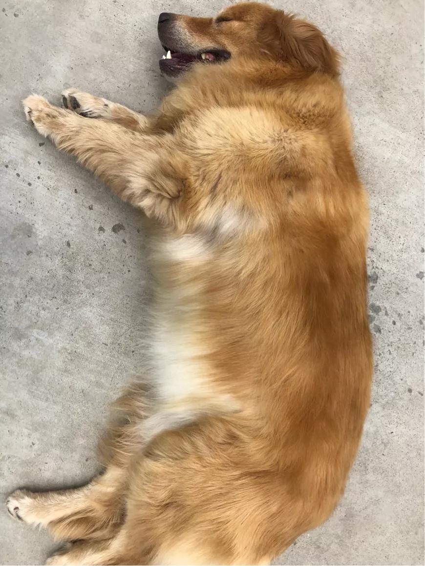 如果你孤独就养只宠物,如果你孤独了就养只狗狗吧