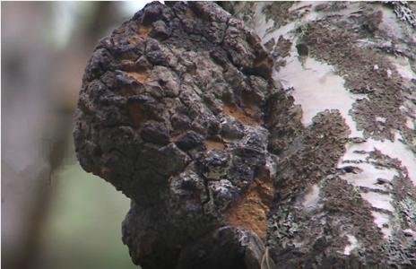 这东西你听过但你肯定没见过