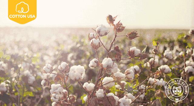 敏感肌有救了！秒杀进口花王的纯棉姨妈巾，终于找到了