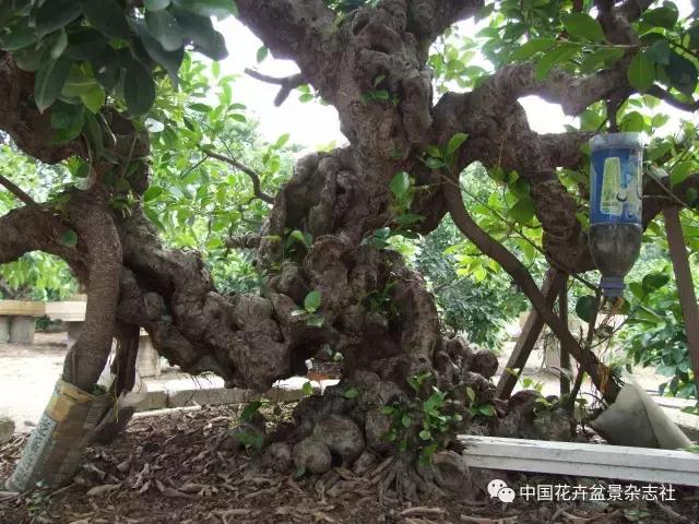 原生桩造型,原生苗盆景定型