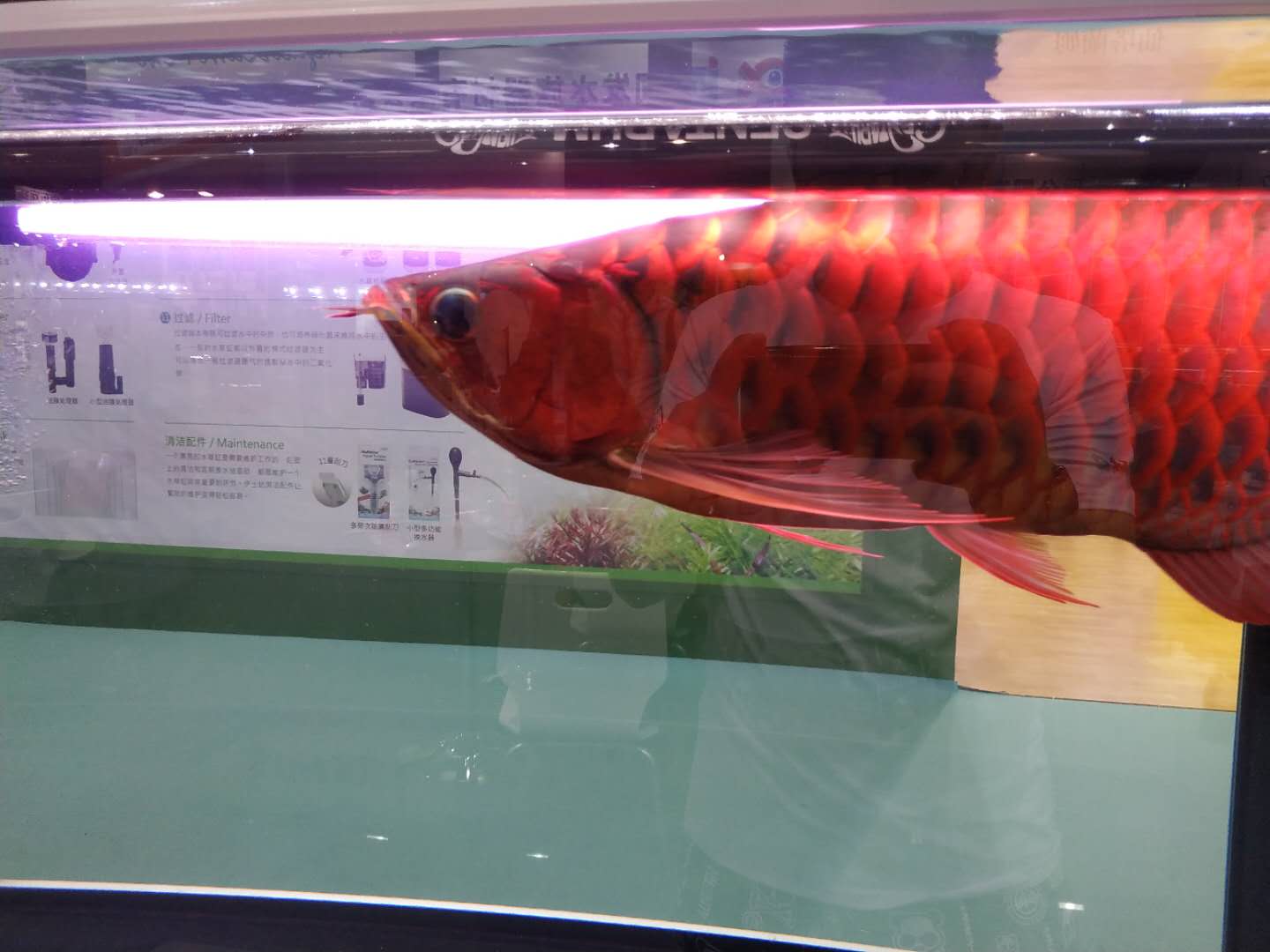 十大顶级巨型观赏鱼视频播放,顶级观赏鱼高清全屏视频