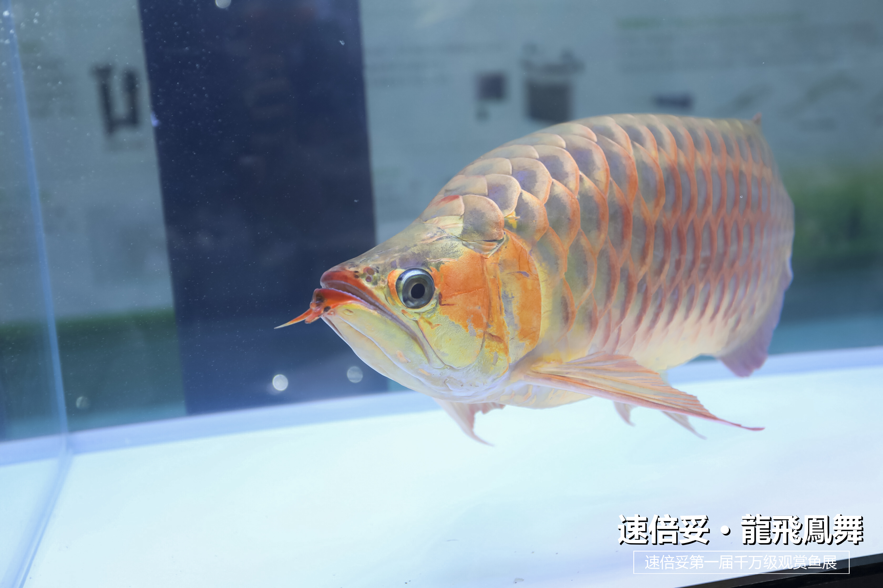 十大顶级巨型观赏鱼视频播放,顶级观赏鱼高清全屏视频