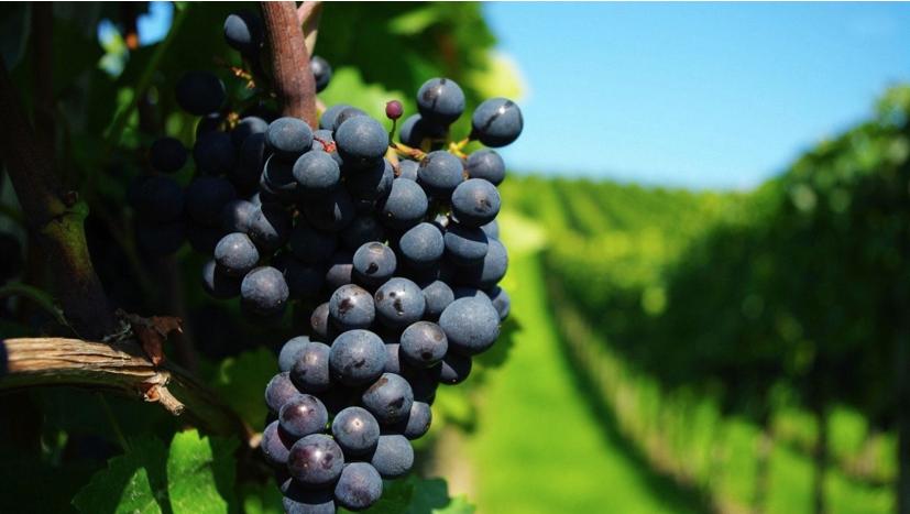 2017年9月巨峰葡萄批发价格现在,全国批发市场巨峰葡萄多少钱一斤