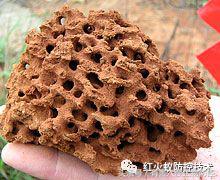 生物入侵红火蚁视频,红火蚁为什么是入侵物