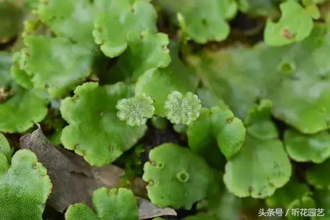 苔藓王国,奇妙的苔藓世界