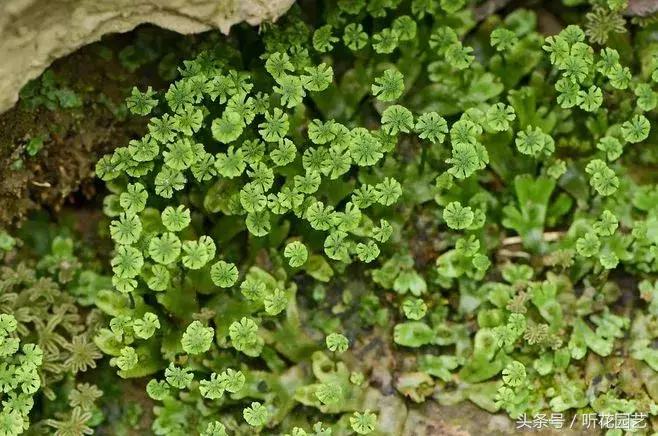 苔藓王国,奇妙的苔藓世界