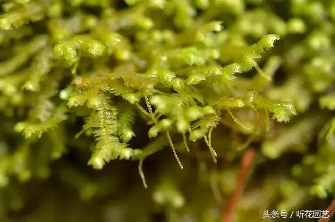 苔藓王国,奇妙的苔藓世界