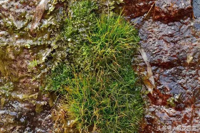 苔藓王国,奇妙的苔藓世界