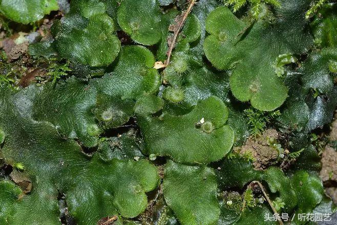 苔藓王国,奇妙的苔藓世界