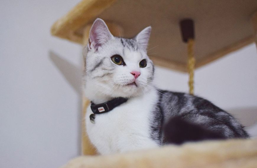 养猫早上如何睡安稳觉,养猫怎么日常清洁