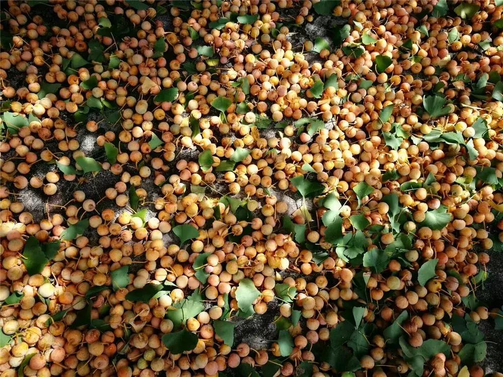 银杏树下充满童年时代美好回忆,银杏树下回忆往事