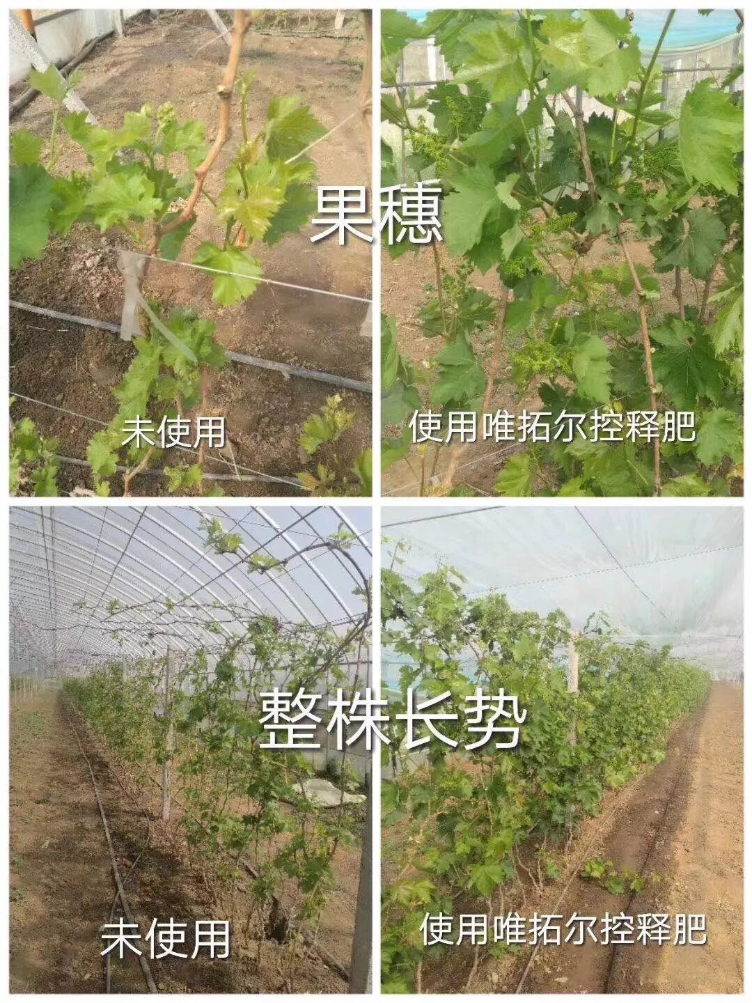 优质控释肥,唯拓尔施肥技术