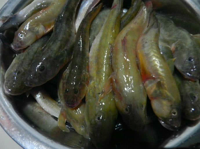 观赏鱼长得像鲶鱼是什么鱼,体型大只像鲶鱼一样的鱼