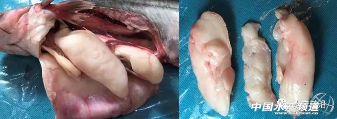 我国哪些地方养殖巴沙鱼,巴沙鱼养殖广东