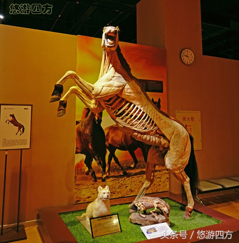 这个博物馆的展品略显重口味，胆小者不敢看，揭示了生命的奥秘！