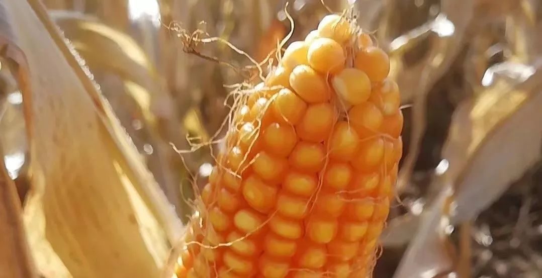 玉米在阴雨天发霉怎么办,玉米收获期遇到阴雨天气怎么办
