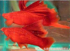 东北特产红茅,东北特产红蚂蚁