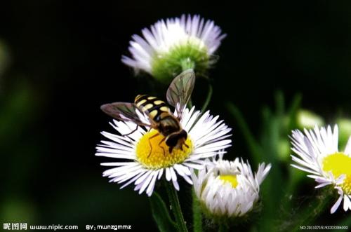 养花方法大全,花店一般怎么养花护花