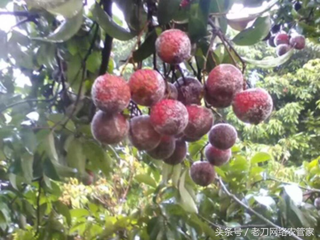 荔枝树干腐病,荔枝酸腐病最好的杀菌剂有哪些