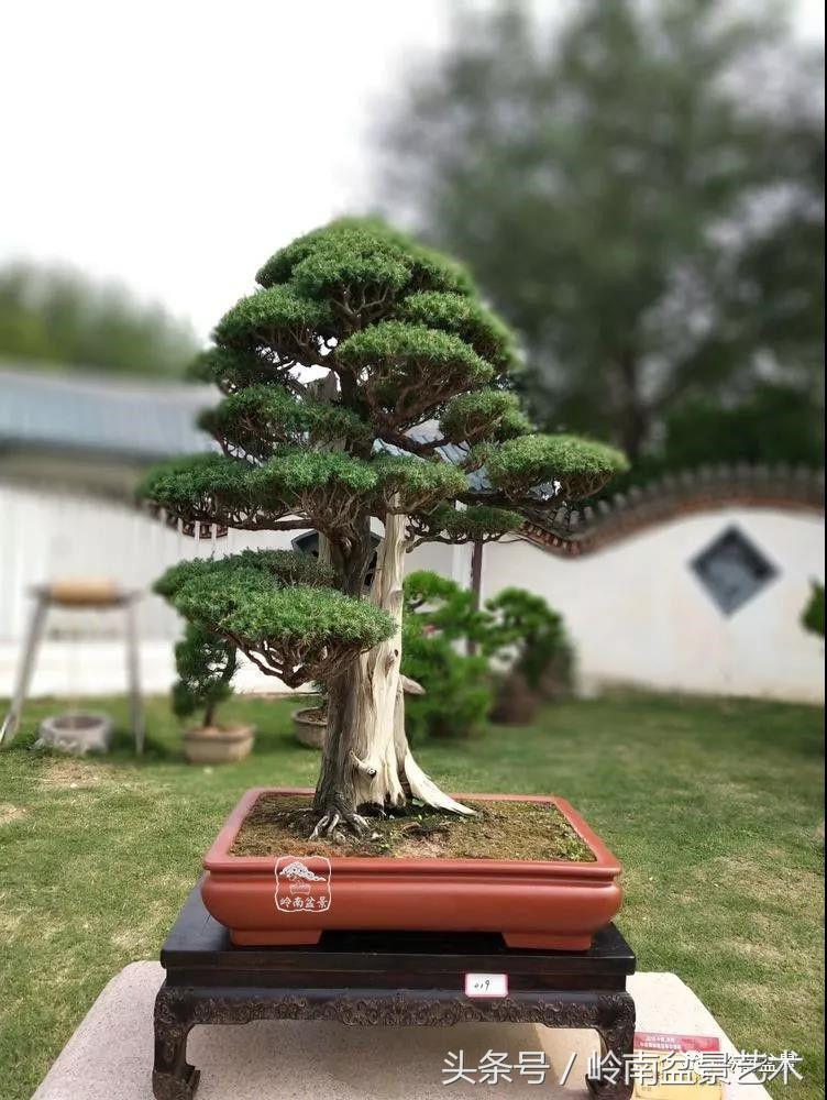 百年精品流苏老桩盆景,精品南天竺盆景