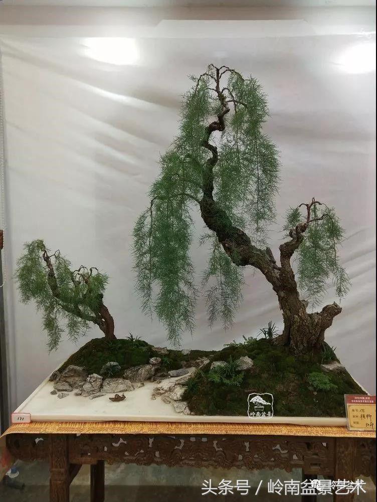 百年精品流苏老桩盆景,精品南天竺盆景