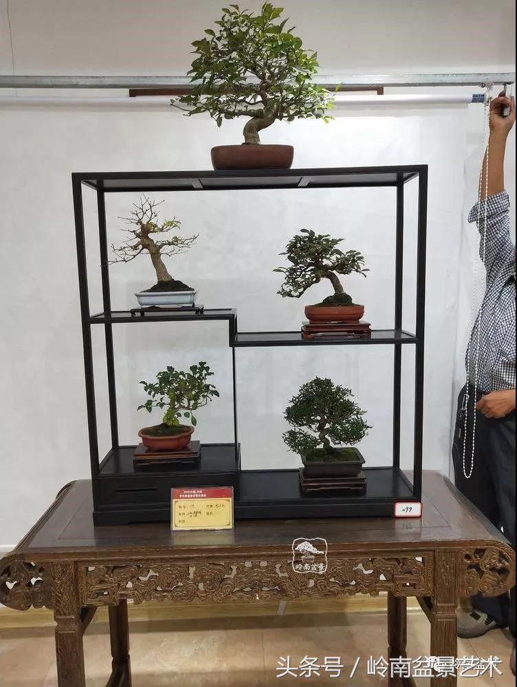 百年精品流苏老桩盆景,精品南天竺盆景