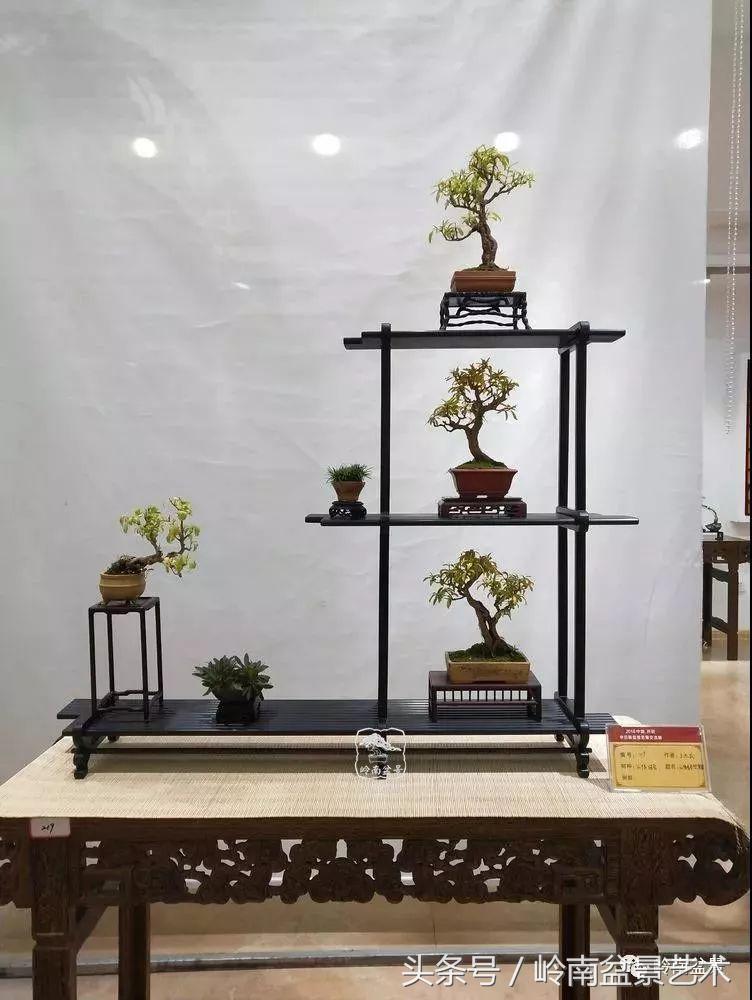 百年精品流苏老桩盆景,精品南天竺盆景