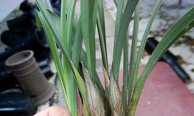 兰花的花苞哪一种类型才能出好花,兰花什么样的花苞能开出好花