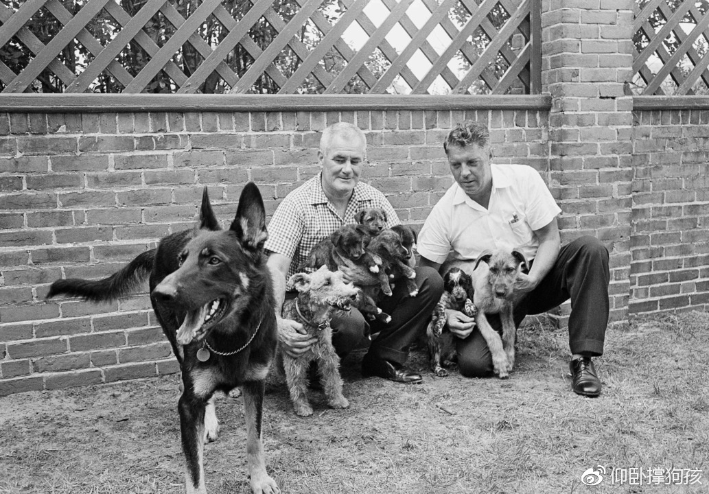 历史上三位总统没有养宠物,美国历史上46个总统