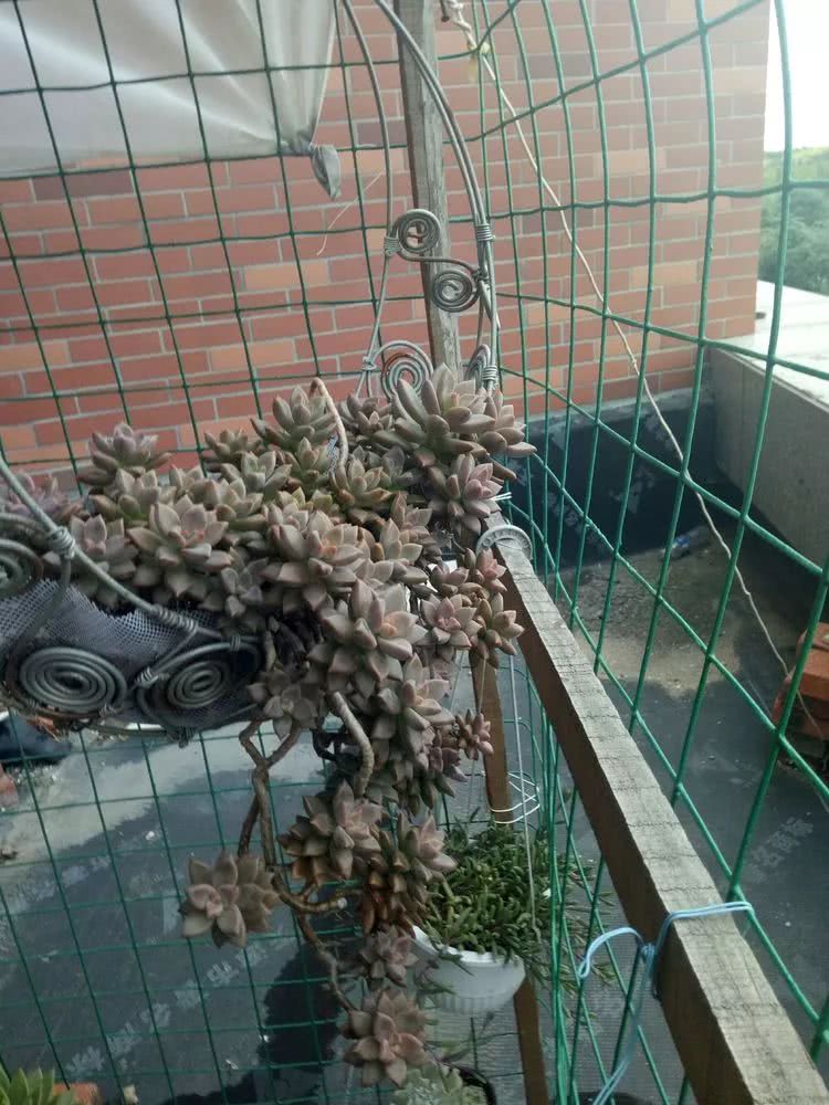 命运多舛，痴迷淡然，肉坚强们逆袭在秋天！