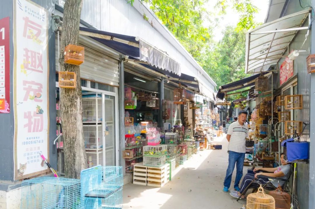 夫子庙花鸟鱼虫市场回忆,夫子庙花木鱼虫市场