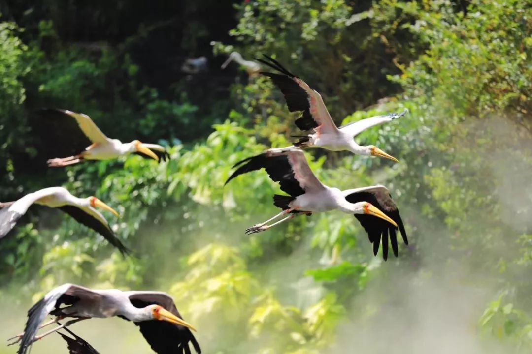 广东国庆假期攻略准备好了,国庆小长假广东