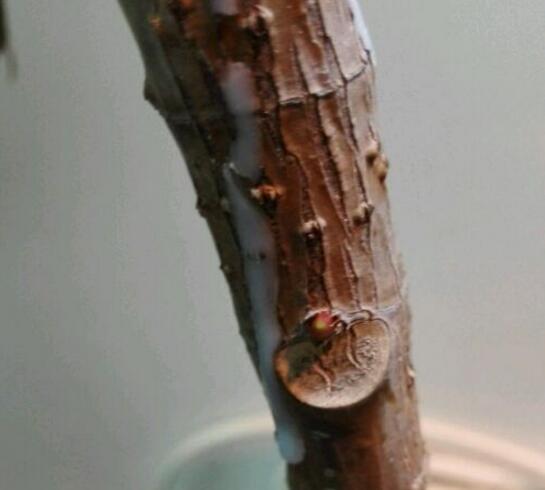 橡皮树太高了可以全部剪掉吗视频,橡皮树长得太高可以砍断吗