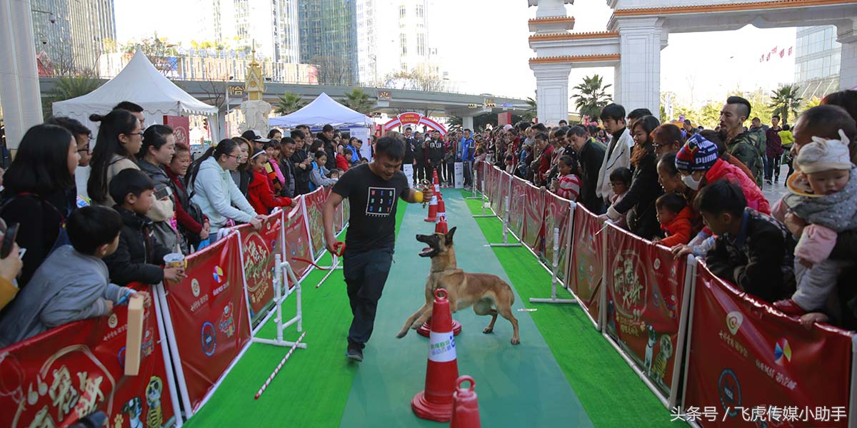 萌宠总动员第一季全集免费,萌宠总动员周末嗨翻天