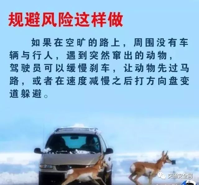 高速上遇到动物了正确处理方法,救命贴